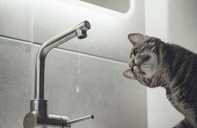 Drinking Water Lead and IQ: Health Impacts of Lead Contamination in Kids