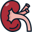 Renal